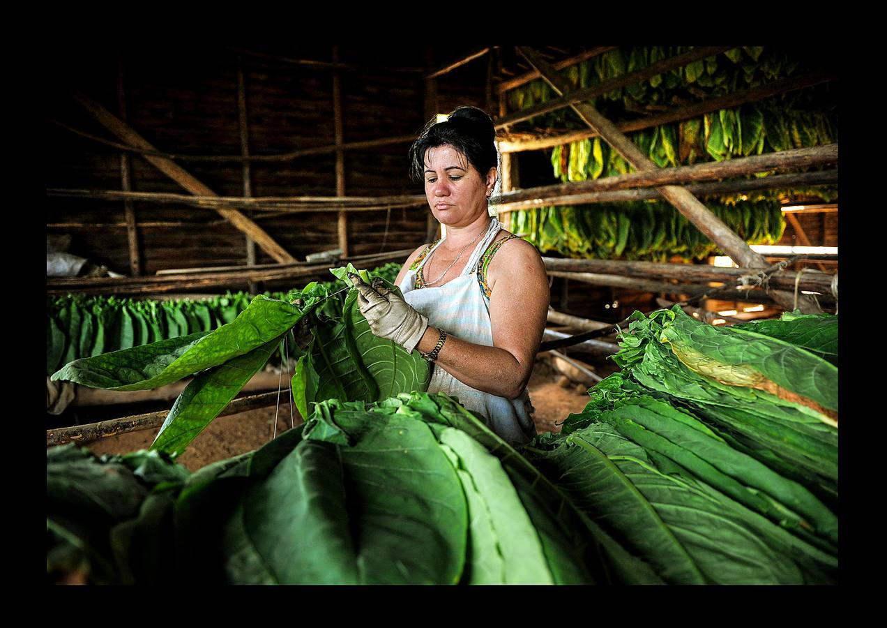 El ocre, el verde y el azul son los colores de la provincia de Pinar del Río, principal productora de tabaco de Cuba, situada en el extremo más occidental de la isla. La región, que goza de un clima y una temperatura que la convierten en un lugar privilegiado para el cultivo del tabaco de mayor calidad, se ha visto afectada en los últimos meses por intensas lluvias, que han dañado el 70 por ciento de las plantaciones de caña y obligado a los productores de tabaco a extender su siembra hasta finales de febrero. A pesar de las dificultades, los vegueros esperan entregar este año más de 32.000 toneladas de hojas a la industria de cigarros y habanos, una producción que ocupa el cuarto puesto en el conjunto del PIB cubano.