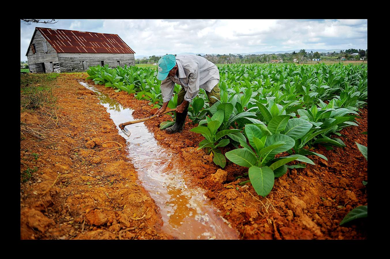 El ocre, el verde y el azul son los colores de la provincia de Pinar del Río, principal productora de tabaco de Cuba, situada en el extremo más occidental de la isla. La región, que goza de un clima y una temperatura que la convierten en un lugar privilegiado para el cultivo del tabaco de mayor calidad, se ha visto afectada en los últimos meses por intensas lluvias, que han dañado el 70 por ciento de las plantaciones de caña y obligado a los productores de tabaco a extender su siembra hasta finales de febrero. A pesar de las dificultades, los vegueros esperan entregar este año más de 32.000 toneladas de hojas a la industria de cigarros y habanos, una producción que ocupa el cuarto puesto en el conjunto del PIB cubano.