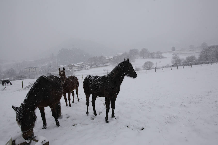 Todos los pueblos de Bizkaia han amanecido cubiertos de blanco