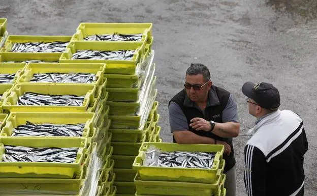 La anchoa descargada ayer en Ondarroa fue de tamaño pequeño. 