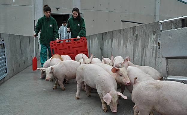 Dos veterinarias de la granja de Castilléjar pastorean los lechones desde su nave.