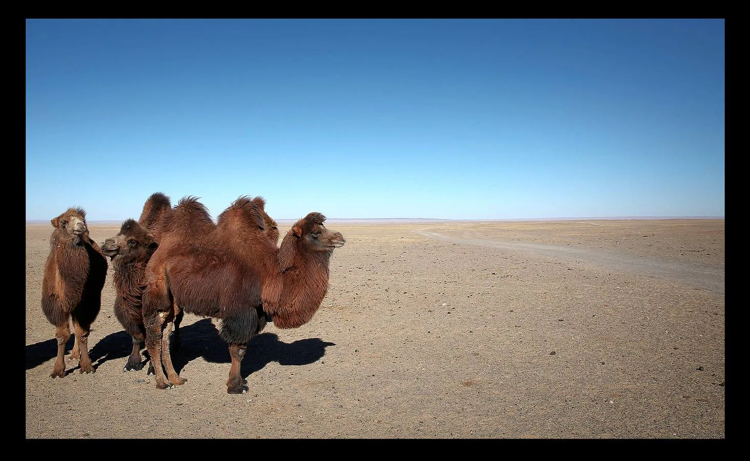 Miles de camiones pesados se desplazan cada día a lo largo de una carretera abarrotada entre las minas de carbón del desierto de Gobi en Mongolia y la frontera de China. El repunte en los precios y las restricciones comerciales impuestas a Corea, ha generado un aumento de las exportaciones a China de esta materia. Las colas, que alcanzan hasta 130 kilómetros, obligan a larguísimas esperas de los camioneros, que tienen que comer y dormir en sus vehículos en un viaje que a veces se prolonga hasta una semana. En torno a ellos ha florecido una bulliciosa microeconomía de comerciantes que venden cigarrillos, agua y combustible mientras aguardan la apertura de las aduanas chinas. En la actualidad atraviesan la frontera unos 700 camiones diarios, pero algunos creen que el problema no se resolverá hasta que lo hagan alrededor de 3000.