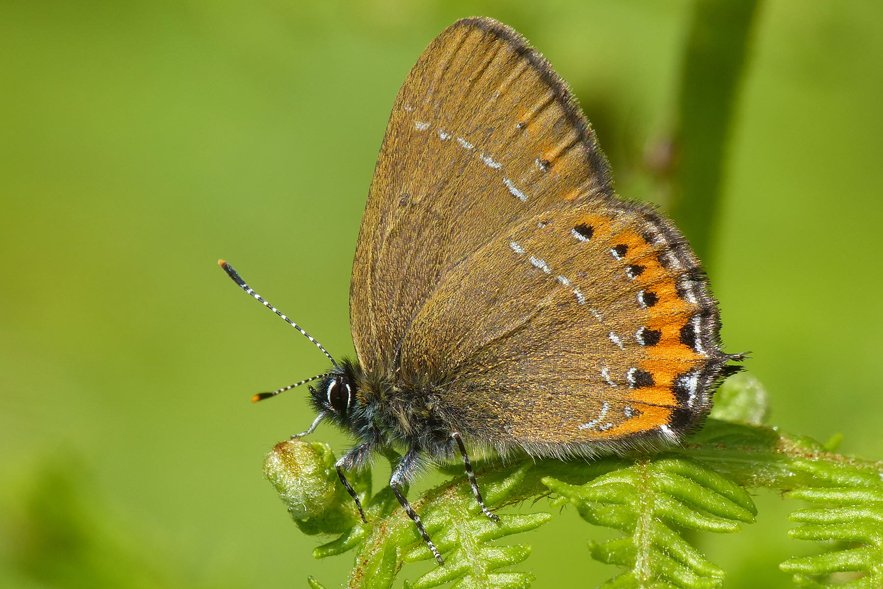 En julio de 2016 se detectó la presencia de mariposas colicortas 'w-blanca' en Armentia. 