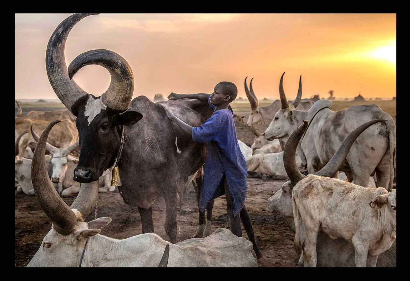 Cuando un varón de la tribu Dinka alcanza la pubertad debe sacrificar un toro. A partir de ese momento, el joven añade a su nombre el color del pelaje de la res, que lo acompañará para siempre. Los Dinka, más de un millón de personas, son la etnia mayoritaria en Sudán del Sur, casi un 70 por ciento, según estimaciones, y son considerados los primeros pobladores esa región, en las orillas del Nilo, donde se establecieron en el siglo X. Para un dinka la posesión más preciada es el ganado bovino, ya que del número de animales que posea dependerá su prestigio social, su riqueza y hasta sus posibilidades de contraer matrimonio. Toda su vida gira y depende de las vacas: beben su leche, usan sus pieles y se arreglan el pelo con su orina y estiércol para lograr que tome un tono rojizo, característico de la belleza de esta etnia.