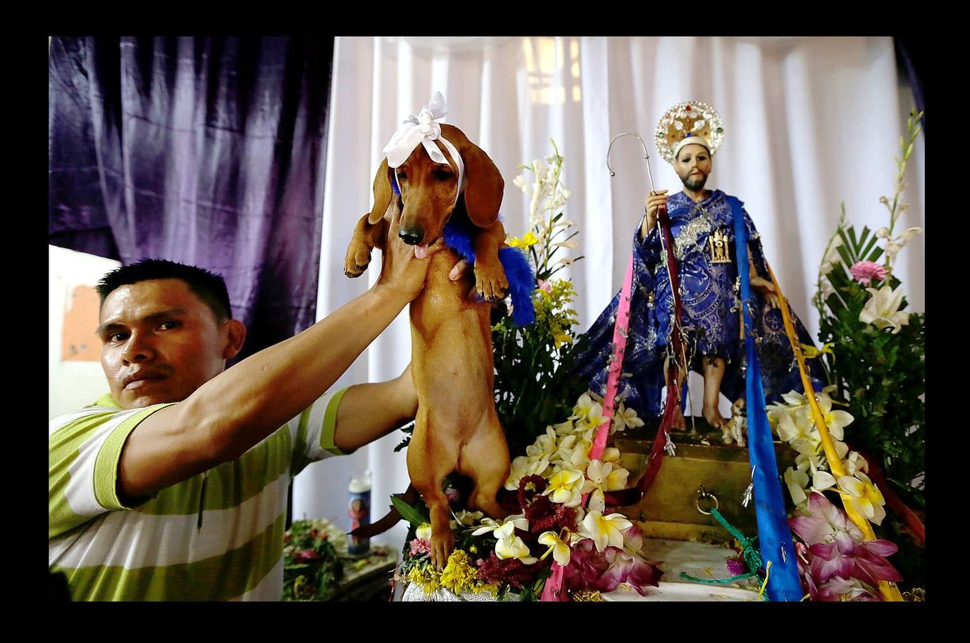 En Nicaragua, Lázaro es venerado como el santo de las mascotas. Hace unos días, decenas de canes, vestidos como jugadores de fútbol, policías, bailarinas, con lazos o gorras, acudieron en procesión, acompañados por sus dueños, a la iglesia Santa María Magdalena, en la ciudad de Masaya, al sureste de Managua. La tradicional comitiva reúne cada año a personas de distintas partes del país con el objeto de presentar sus mascotas enfermas al santo y agradecerle su cura. San Lázaro, según el pasaje bíblico, padeció lepra y los perros le curaron lamiéndole las heridas. De ahí su consideración como patrón de los canes.
