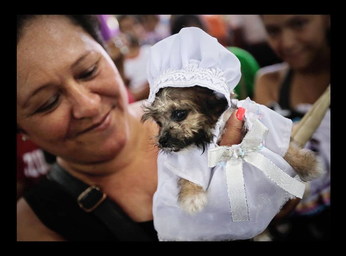 En Nicaragua, Lázaro es venerado como el santo de las mascotas. Hace unos días, decenas de canes, vestidos como jugadores de fútbol, policías, bailarinas, con lazos o gorras, acudieron en procesión, acompañados por sus dueños, a la iglesia Santa María Magdalena, en la ciudad de Masaya, al sureste de Managua. La tradicional comitiva reúne cada año a personas de distintas partes del país con el objeto de presentar sus mascotas enfermas al santo y agradecerle su cura. San Lázaro, según el pasaje bíblico, padeció lepra y los perros le curaron lamiéndole las heridas. De ahí su consideración como patrón de los canes.