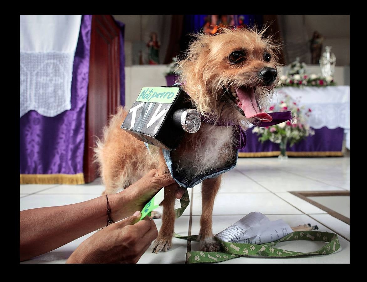 En Nicaragua, Lázaro es venerado como el santo de las mascotas. Hace unos días, decenas de canes, vestidos como jugadores de fútbol, policías, bailarinas, con lazos o gorras, acudieron en procesión, acompañados por sus dueños, a la iglesia Santa María Magdalena, en la ciudad de Masaya, al sureste de Managua. La tradicional comitiva reúne cada año a personas de distintas partes del país con el objeto de presentar sus mascotas enfermas al santo y agradecerle su cura. San Lázaro, según el pasaje bíblico, padeció lepra y los perros le curaron lamiéndole las heridas. De ahí su consideración como patrón de los canes.