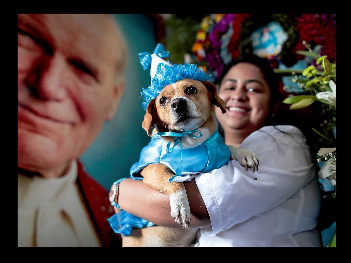 En Nicaragua, Lázaro es venerado como el santo de las mascotas. Hace unos días, decenas de canes, vestidos como jugadores de fútbol, policías, bailarinas, con lazos o gorras, acudieron en procesión, acompañados por sus dueños, a la iglesia Santa María Magdalena, en la ciudad de Masaya, al sureste de Managua. La tradicional comitiva reúne cada año a personas de distintas partes del país con el objeto de presentar sus mascotas enfermas al santo y agradecerle su cura. San Lázaro, según el pasaje bíblico, padeció lepra y los perros le curaron lamiéndole las heridas. De ahí su consideración como patrón de los canes.