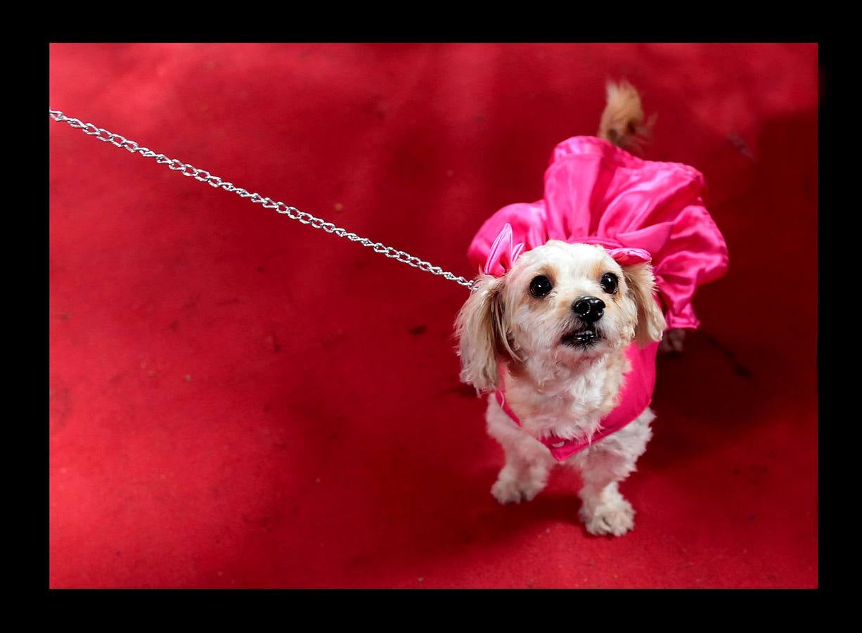 En Nicaragua, Lázaro es venerado como el santo de las mascotas. Hace unos días, decenas de canes, vestidos como jugadores de fútbol, policías, bailarinas, con lazos o gorras, acudieron en procesión, acompañados por sus dueños, a la iglesia Santa María Magdalena, en la ciudad de Masaya, al sureste de Managua. La tradicional comitiva reúne cada año a personas de distintas partes del país con el objeto de presentar sus mascotas enfermas al santo y agradecerle su cura. San Lázaro, según el pasaje bíblico, padeció lepra y los perros le curaron lamiéndole las heridas. De ahí su consideración como patrón de los canes.