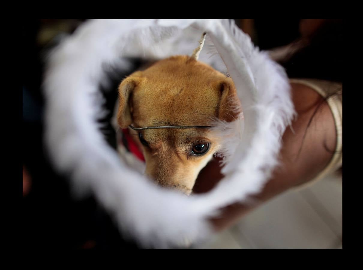 En Nicaragua, Lázaro es venerado como el santo de las mascotas. Hace unos días, decenas de canes, vestidos como jugadores de fútbol, policías, bailarinas, con lazos o gorras, acudieron en procesión, acompañados por sus dueños, a la iglesia Santa María Magdalena, en la ciudad de Masaya, al sureste de Managua. La tradicional comitiva reúne cada año a personas de distintas partes del país con el objeto de presentar sus mascotas enfermas al santo y agradecerle su cura. San Lázaro, según el pasaje bíblico, padeció lepra y los perros le curaron lamiéndole las heridas. De ahí su consideración como patrón de los canes.