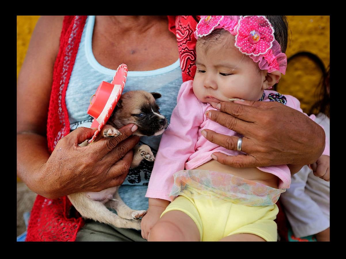 En Nicaragua, Lázaro es venerado como el santo de las mascotas. Hace unos días, decenas de canes, vestidos como jugadores de fútbol, policías, bailarinas, con lazos o gorras, acudieron en procesión, acompañados por sus dueños, a la iglesia Santa María Magdalena, en la ciudad de Masaya, al sureste de Managua. La tradicional comitiva reúne cada año a personas de distintas partes del país con el objeto de presentar sus mascotas enfermas al santo y agradecerle su cura. San Lázaro, según el pasaje bíblico, padeció lepra y los perros le curaron lamiéndole las heridas. De ahí su consideración como patrón de los canes.