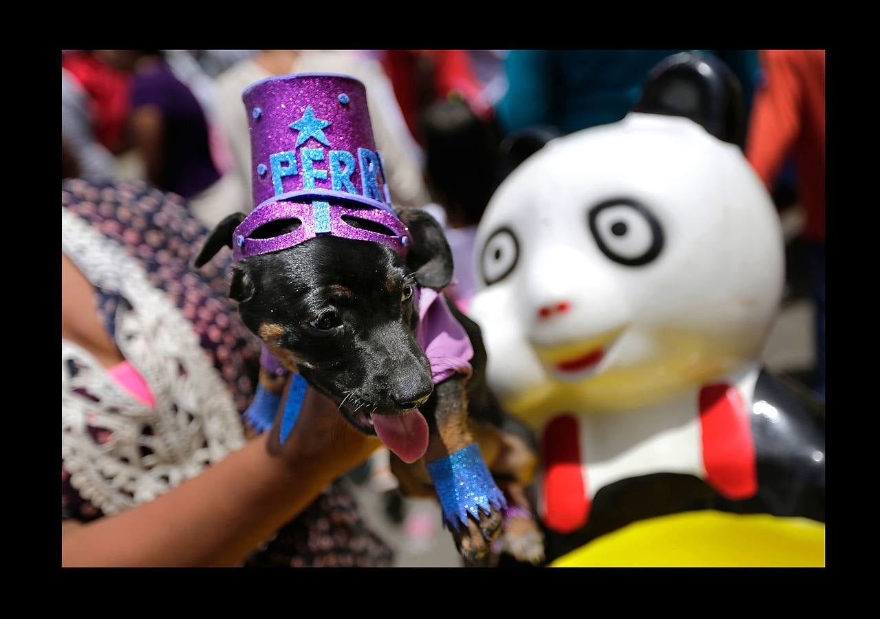 En Nicaragua, Lázaro es venerado como el santo de las mascotas. Hace unos días, decenas de canes, vestidos como jugadores de fútbol, policías, bailarinas, con lazos o gorras, acudieron en procesión, acompañados por sus dueños, a la iglesia Santa María Magdalena, en la ciudad de Masaya, al sureste de Managua. La tradicional comitiva reúne cada año a personas de distintas partes del país con el objeto de presentar sus mascotas enfermas al santo y agradecerle su cura. San Lázaro, según el pasaje bíblico, padeció lepra y los perros le curaron lamiéndole las heridas. De ahí su consideración como patrón de los canes.