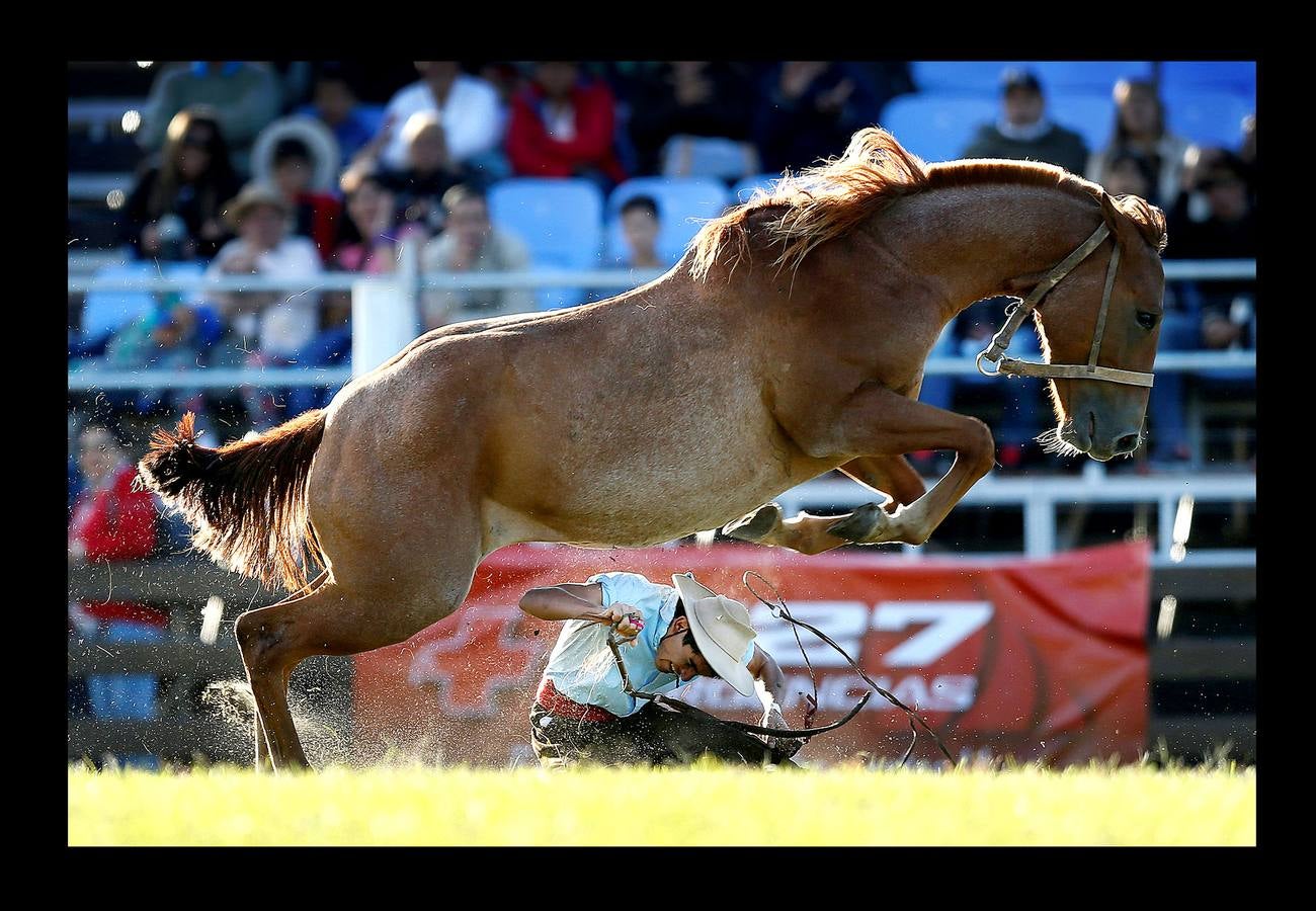 Se parece mucho a un rodeo en el lejano Oeste norteamericano, pero no es lo mismo. En las 'Jineteadas' el gaucho cabalga un potro no domado con el objeto de resistir ocho segundos encima y ofrecer el mejor espectáculo. Las jineteadas son una parte de las actividades que se celebran en Montevideo, Uruguay, con motivo de la Semana Criolla. Un evento que nació en 1925 y atrae a jinetes de países vecinos como Argentina y Brasil, que este año ha sido seguido por cerca de 200.000 personas. En abril de 2006, fue declarado deporte nacional.