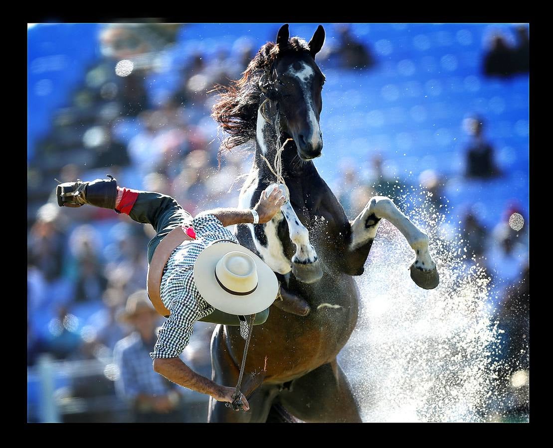 Se parece mucho a un rodeo en el lejano Oeste norteamericano, pero no es lo mismo. En las 'Jineteadas' el gaucho cabalga un potro no domado con el objeto de resistir ocho segundos encima y ofrecer el mejor espectáculo. Las jineteadas son una parte de las actividades que se celebran en Montevideo, Uruguay, con motivo de la Semana Criolla. Un evento que nació en 1925 y atrae a jinetes de países vecinos como Argentina y Brasil, que este año ha sido seguido por cerca de 200.000 personas. En abril de 2006, fue declarado deporte nacional.