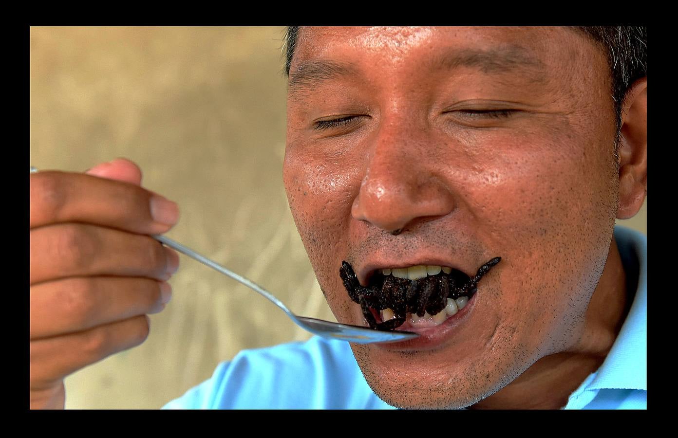 Un plato lleno de peludas tarántulas del tamaño de un puño resulta en Camboya un preciado manjar, en especial cuando se preparan fritas, con ajo, en una olla chisporroteante. Pero el disfrute de esta gollería, que algunos comparan con el delicado sabor del cangrejo, está en peligro. Las junglas donde habitan estos arácnidos desaparecen lentamente. Camboya, con una de las tasas de deforestación más rápidas del mundo, ha perdido el 20 % de su masa forestal desde 1990.