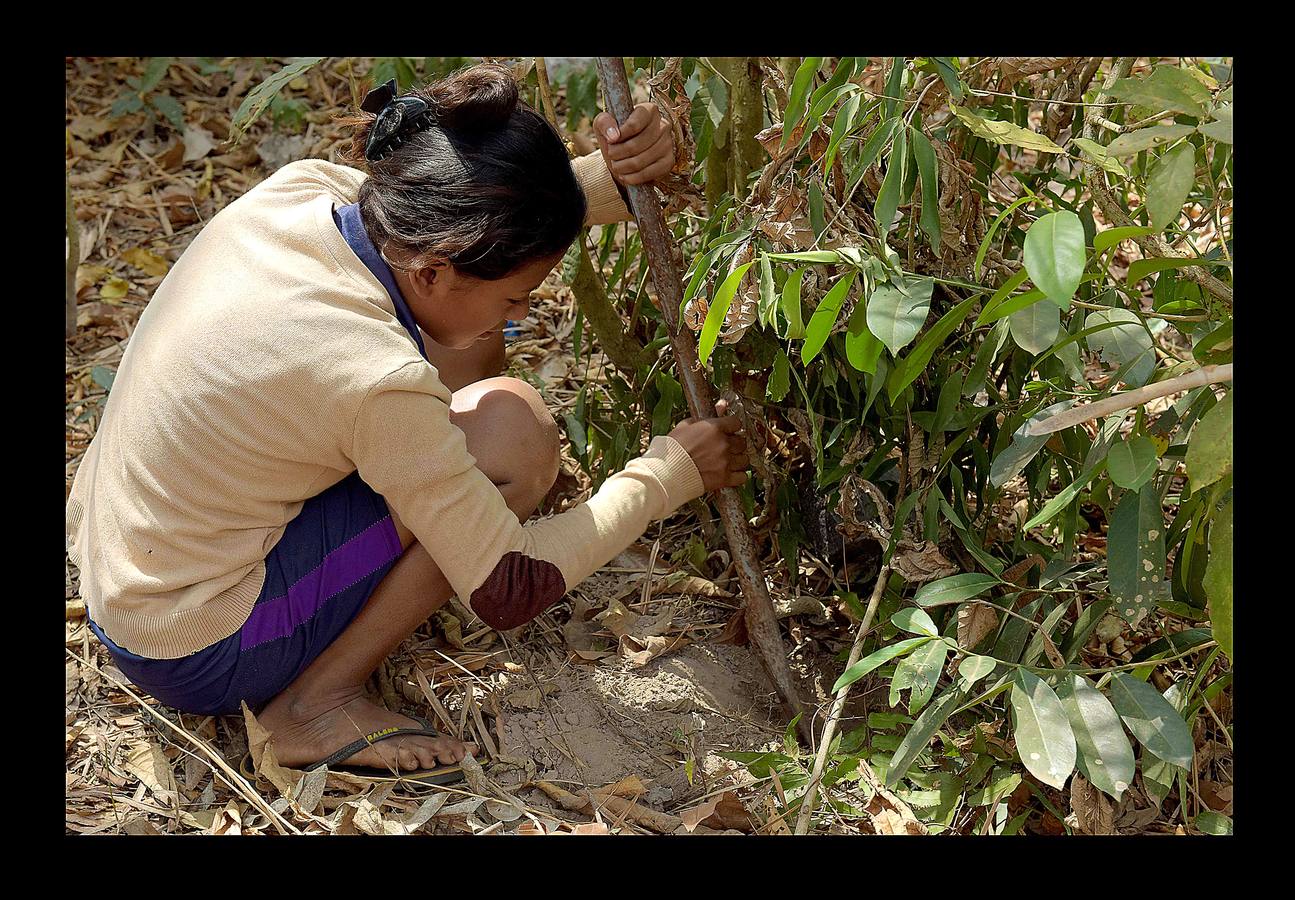 Un plato lleno de peludas tarántulas del tamaño de un puño resulta en Camboya un preciado manjar, en especial cuando se preparan fritas, con ajo, en una olla chisporroteante. Pero el disfrute de esta gollería, que algunos comparan con el delicado sabor del cangrejo, está en peligro. Las junglas donde habitan estos arácnidos desaparecen lentamente. Camboya, con una de las tasas de deforestación más rápidas del mundo, ha perdido el 20 % de su masa forestal desde 1990.
