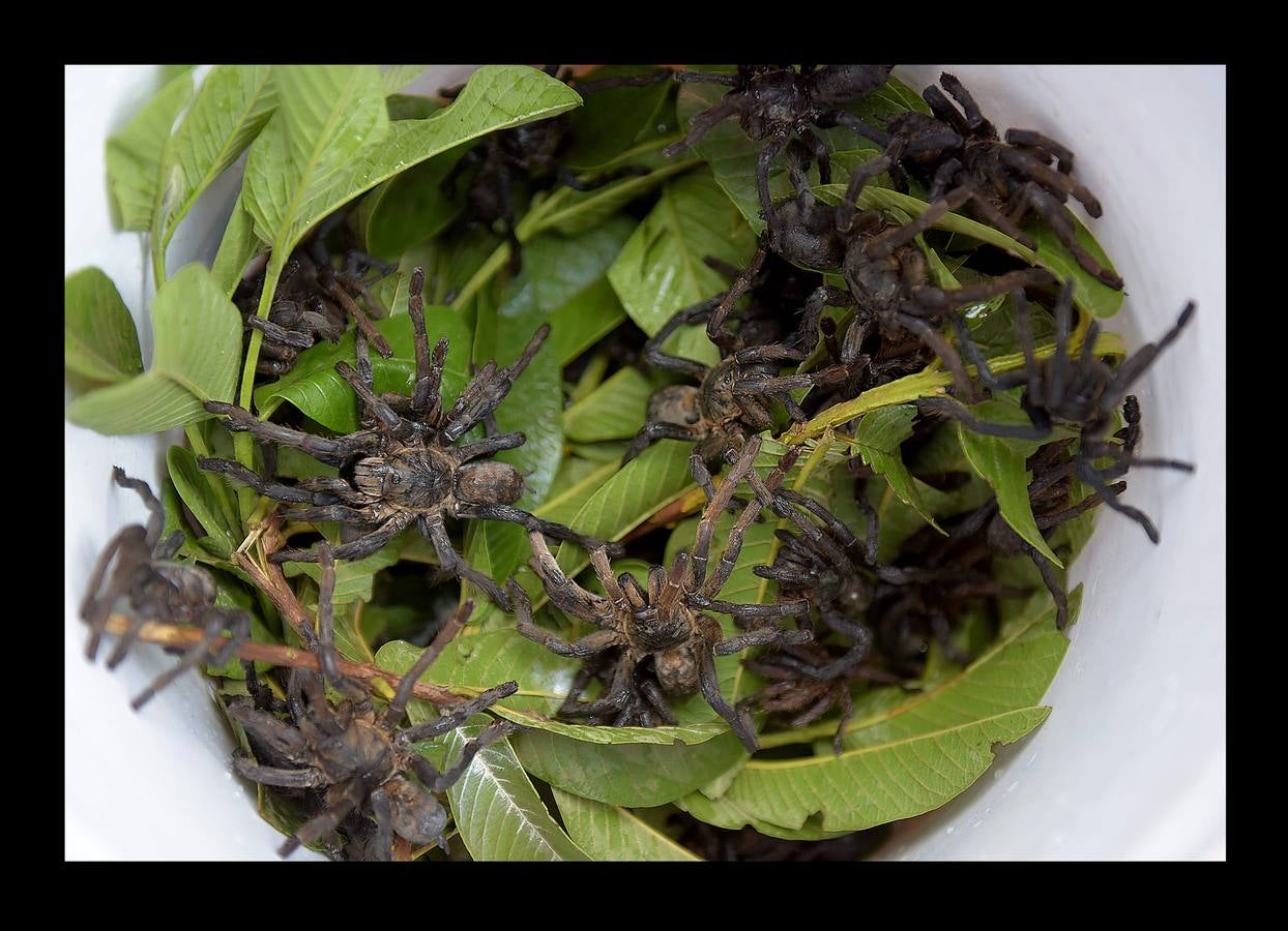 Un plato lleno de peludas tarántulas del tamaño de un puño resulta en Camboya un preciado manjar, en especial cuando se preparan fritas, con ajo, en una olla chisporroteante. Pero el disfrute de esta gollería, que algunos comparan con el delicado sabor del cangrejo, está en peligro. Las junglas donde habitan estos arácnidos desaparecen lentamente. Camboya, con una de las tasas de deforestación más rápidas del mundo, ha perdido el 20 % de su masa forestal desde 1990.