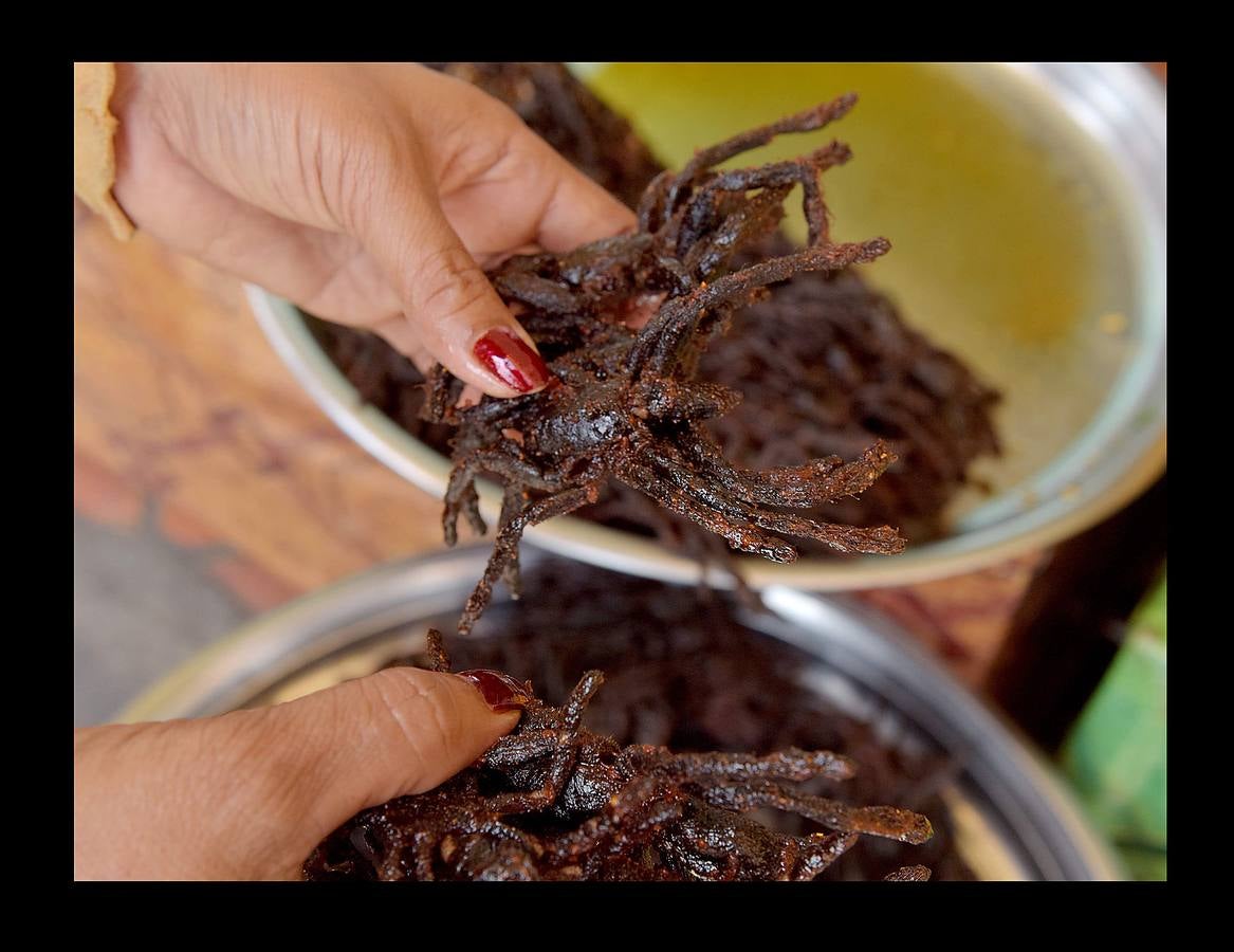 Un plato lleno de peludas tarántulas del tamaño de un puño resulta en Camboya un preciado manjar, en especial cuando se preparan fritas, con ajo, en una olla chisporroteante. Pero el disfrute de esta gollería, que algunos comparan con el delicado sabor del cangrejo, está en peligro. Las junglas donde habitan estos arácnidos desaparecen lentamente. Camboya, con una de las tasas de deforestación más rápidas del mundo, ha perdido el 20 % de su masa forestal desde 1990.