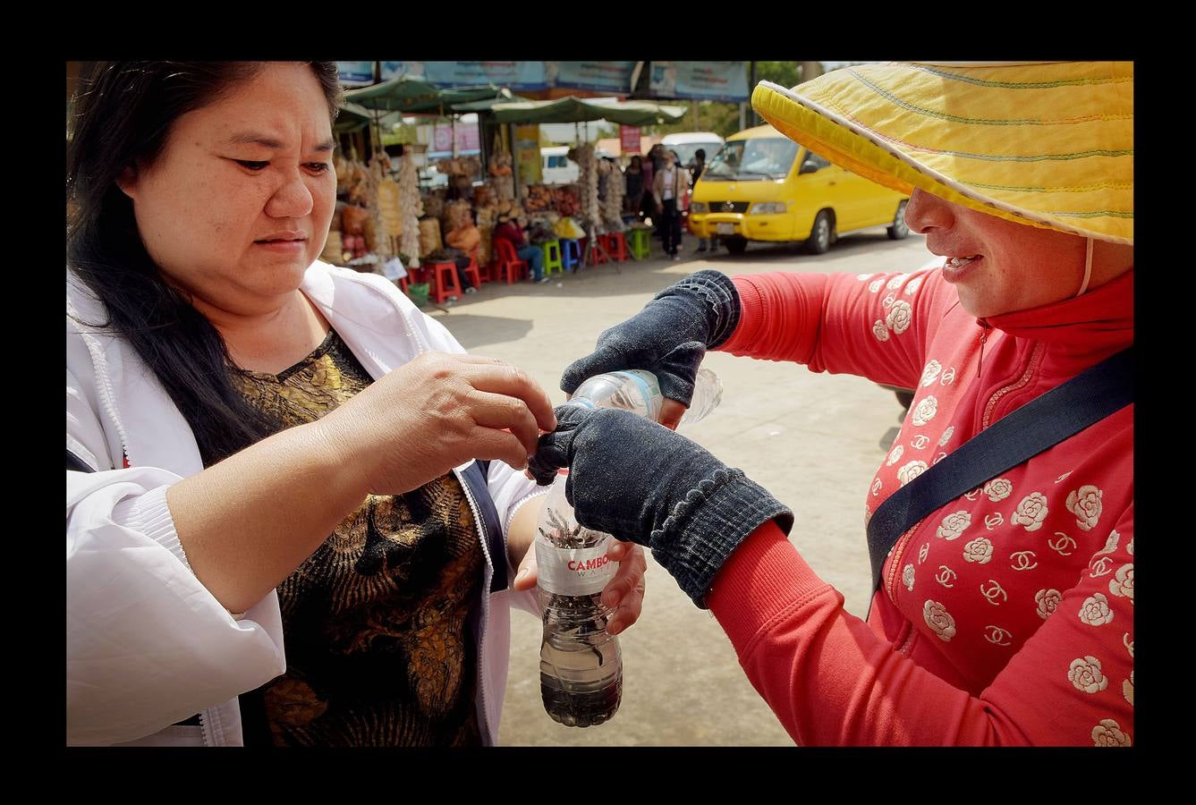 Un plato lleno de peludas tarántulas del tamaño de un puño resulta en Camboya un preciado manjar, en especial cuando se preparan fritas, con ajo, en una olla chisporroteante. Pero el disfrute de esta gollería, que algunos comparan con el delicado sabor del cangrejo, está en peligro. Las junglas donde habitan estos arácnidos desaparecen lentamente. Camboya, con una de las tasas de deforestación más rápidas del mundo, ha perdido el 20 % de su masa forestal desde 1990.