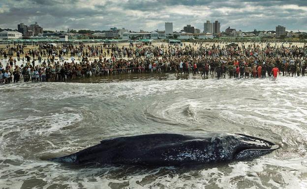 La ballena era un ejemplar joven, de ocho metros y seis toneladas, que atrajo la atención de cientos de personas en Mar del Plata, la mayor ciudad balnearia de Argentina.