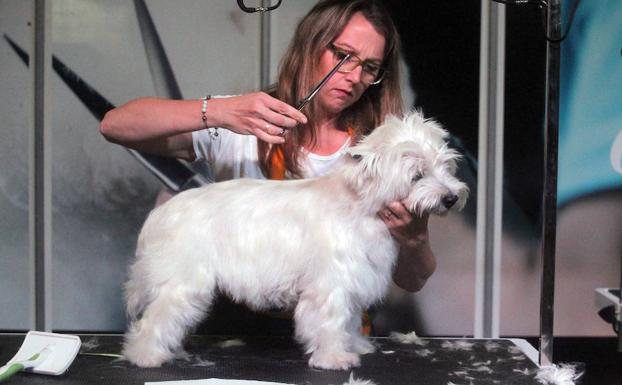 Una estilista le corta el pelo a un perro. 