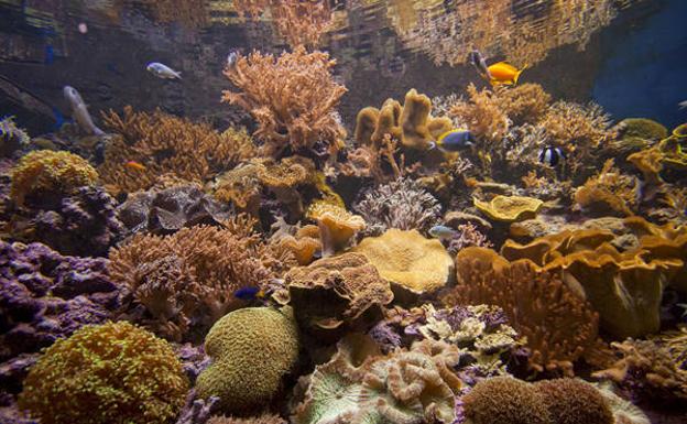 Getxo Aquarium-aren bitartez itsasora hurbilduko zara.