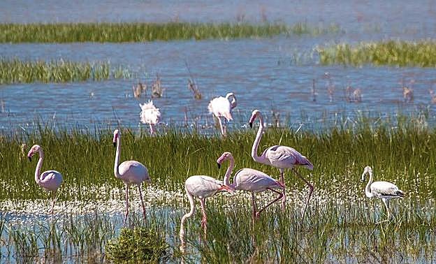 Vista actual del tramo final del río Guadiamar, en la zona de Entremuros, donde se detuvo la riada tóxica del vertido de la Mina de Aznalcóllar. 