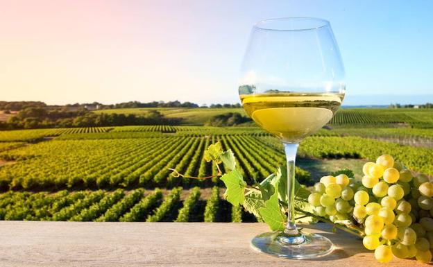 La Denominación de Origen Rioja elige sus 25 mejores blancos