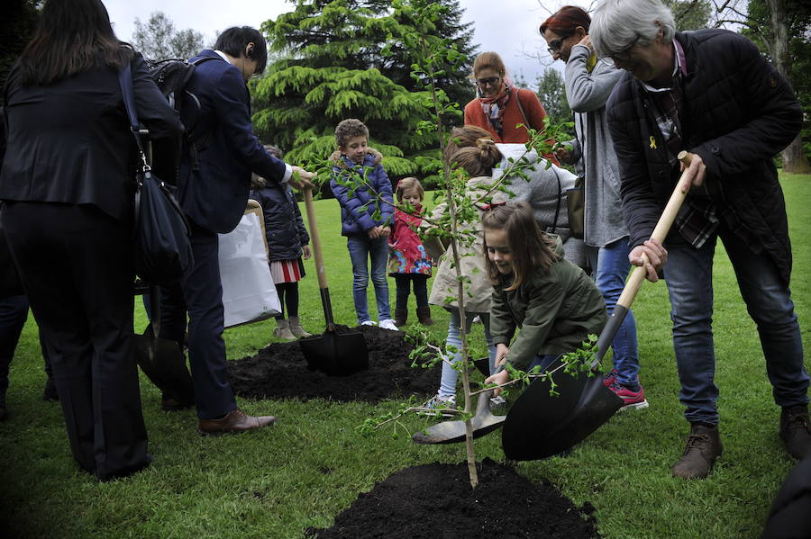 Han plantado un retoño del Ginkgoa Biloba, el único árbol que sobrevivió a la bomba atómica