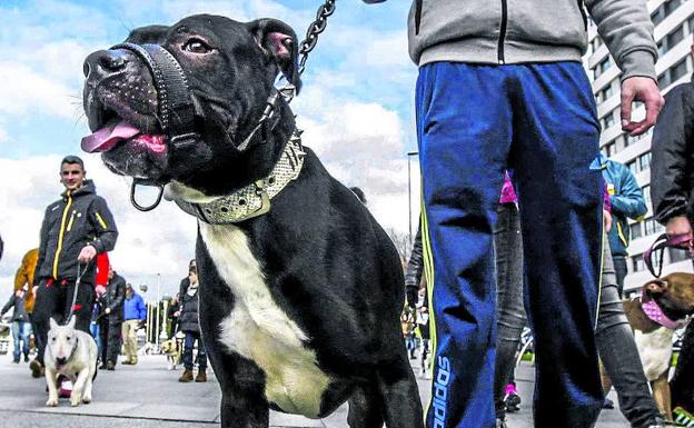 Manifestación de dueños de perros considerados potencialmente peligrosos.