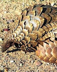 Imagen secundaria 2 - La medicina tradicional china utiliza del tigre huesos, ojos, bigotes, testículos, pene, garras, piel, colmillos... Abajo a la izquierda, la caza para el uso de su bilis con fines medicinales ha reducido en un 30% la población de oso malayo.Y abajo a la derecha, pangolines. La MTC usa sus escamas, y su carne se considera un manjar en China y Vietnam. 