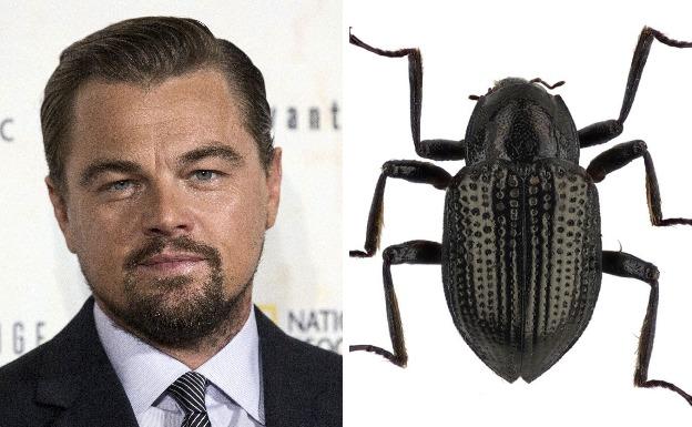 Leonardo DiCaprio da su nombre a un nuevo escarabajo de la isla de Borneo