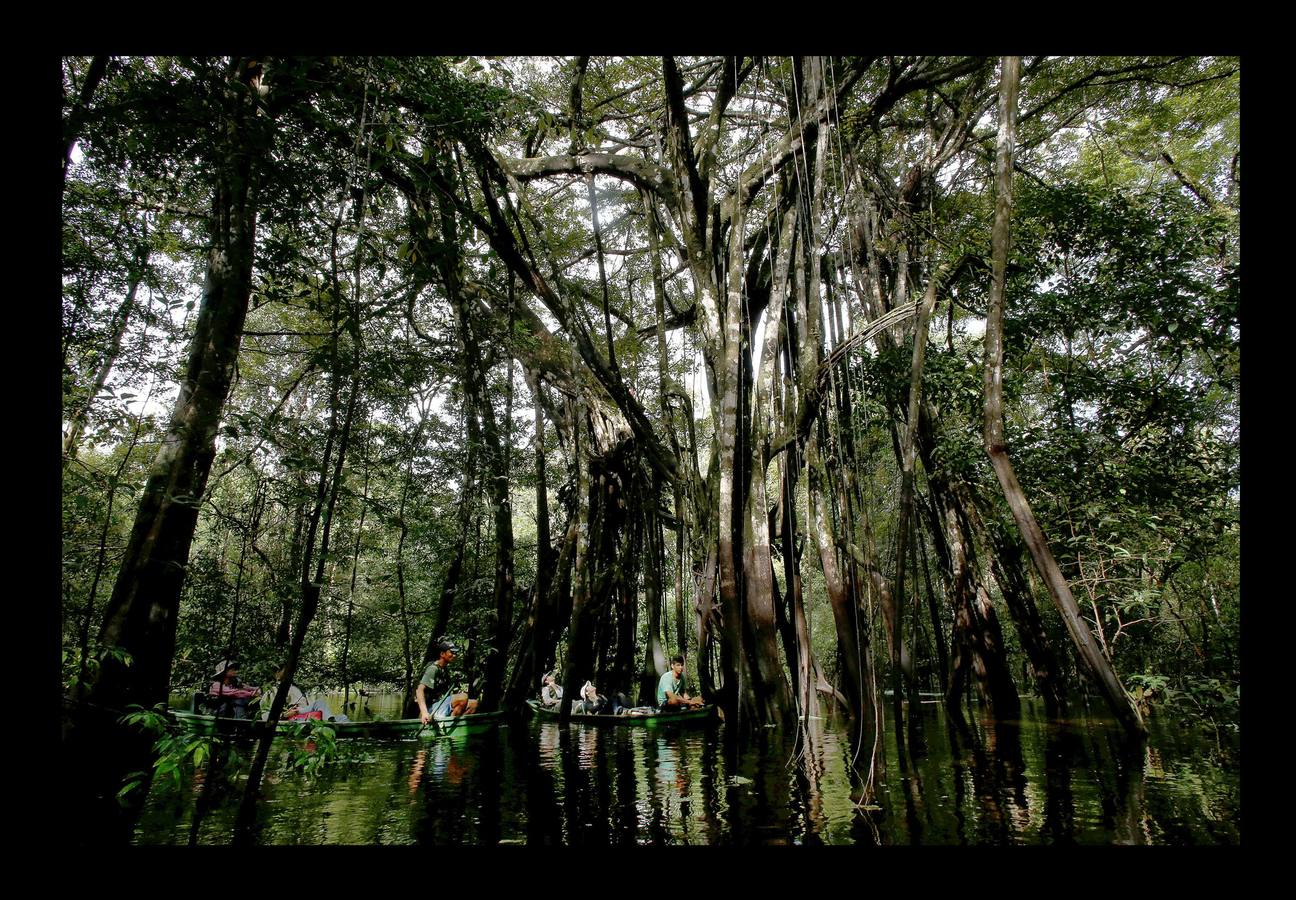 En Brasil el jaguar es una especie a la que no sólo amenazan los cazadores y la destrucción de su hábitat, sino también las inundaciones en el Amazonas. El proyecto Laurete (algunas de cuyas actividades vemos en las fotografías) investiga cómo resiste esta especie en las copas de los árboles, donde se refugian y alimentan a sus crías entre abril y julio, mientras el suelo de la selva tropical se mantiene cubierta de agua. Los «jaguares pintados» llamados así por su pelaje poblado de intrincadas manchas son difíciles de ver en la espesura, pero los investigadores les colocan rastreadores que pueden identificarlos desde las pequeñas embarcaciones con las que se desplazan a través de la jungla inundada.