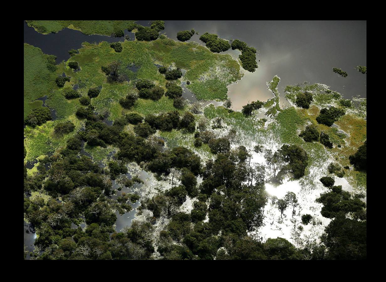 En Brasil el jaguar es una especie a la que no sólo amenazan los cazadores y la destrucción de su hábitat, sino también las inundaciones en el Amazonas. El proyecto Laurete (algunas de cuyas actividades vemos en las fotografías) investiga cómo resiste esta especie en las copas de los árboles, donde se refugian y alimentan a sus crías entre abril y julio, mientras el suelo de la selva tropical se mantiene cubierta de agua. Los «jaguares pintados» llamados así por su pelaje poblado de intrincadas manchas son difíciles de ver en la espesura, pero los investigadores les colocan rastreadores que pueden identificarlos desde las pequeñas embarcaciones con las que se desplazan a través de la jungla inundada.
