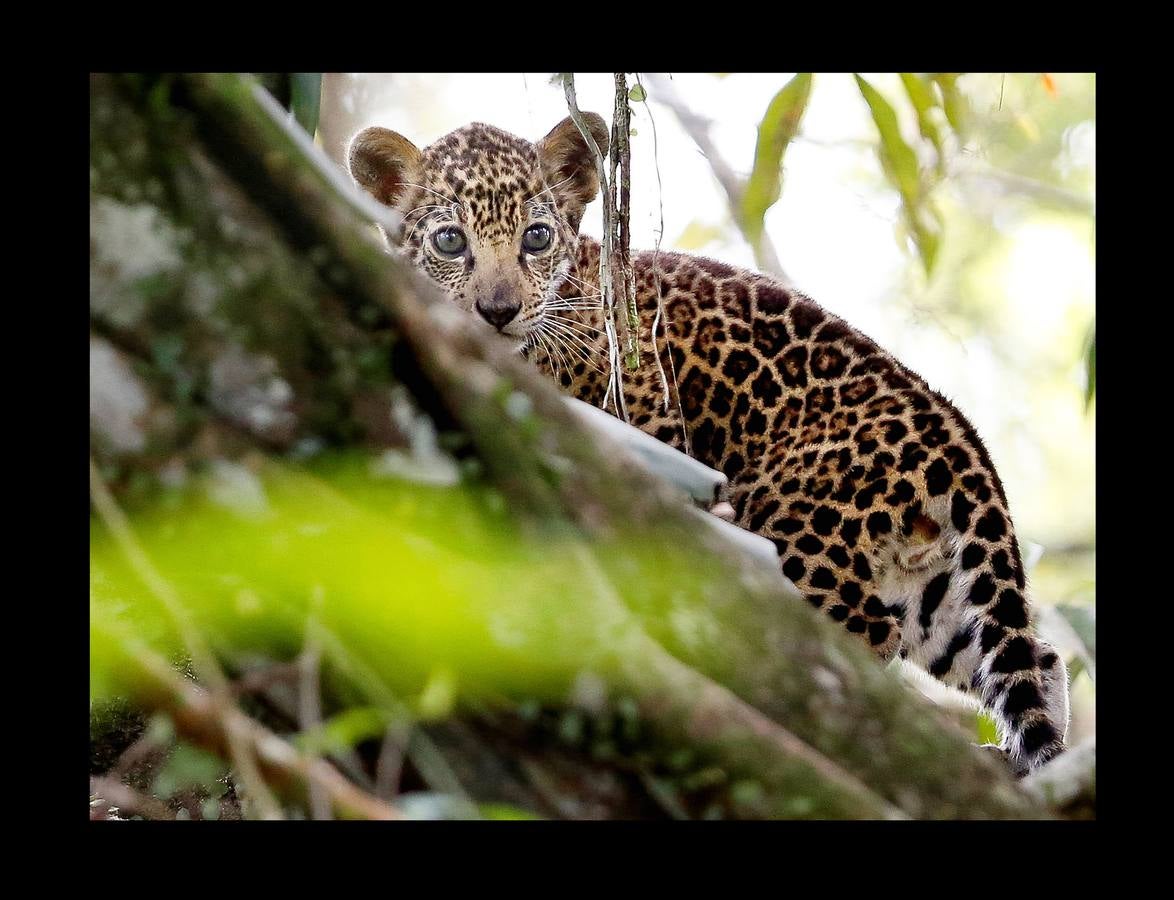 En Brasil el jaguar es una especie a la que no sólo amenazan los cazadores y la destrucción de su hábitat, sino también las inundaciones en el Amazonas. El proyecto Laurete (algunas de cuyas actividades vemos en las fotografías) investiga cómo resiste esta especie en las copas de los árboles, donde se refugian y alimentan a sus crías entre abril y julio, mientras el suelo de la selva tropical se mantiene cubierta de agua. Los «jaguares pintados» llamados así por su pelaje poblado de intrincadas manchas son difíciles de ver en la espesura, pero los investigadores les colocan rastreadores que pueden identificarlos desde las pequeñas embarcaciones con las que se desplazan a través de la jungla inundada.