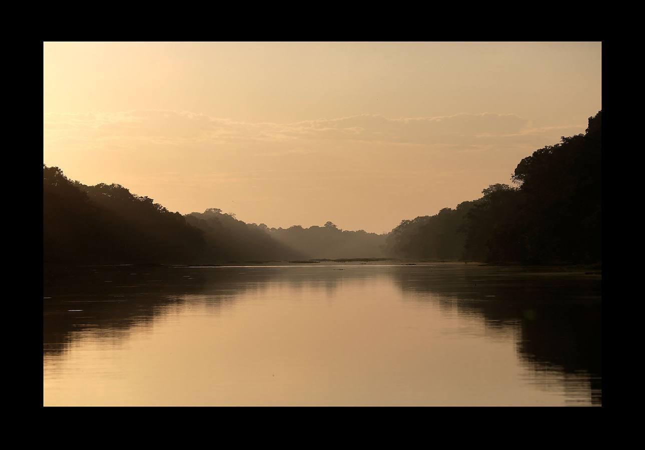 En Brasil el jaguar es una especie a la que no sólo amenazan los cazadores y la destrucción de su hábitat, sino también las inundaciones en el Amazonas. El proyecto Laurete (algunas de cuyas actividades vemos en las fotografías) investiga cómo resiste esta especie en las copas de los árboles, donde se refugian y alimentan a sus crías entre abril y julio, mientras el suelo de la selva tropical se mantiene cubierta de agua. Los «jaguares pintados» llamados así por su pelaje poblado de intrincadas manchas son difíciles de ver en la espesura, pero los investigadores les colocan rastreadores que pueden identificarlos desde las pequeñas embarcaciones con las que se desplazan a través de la jungla inundada.