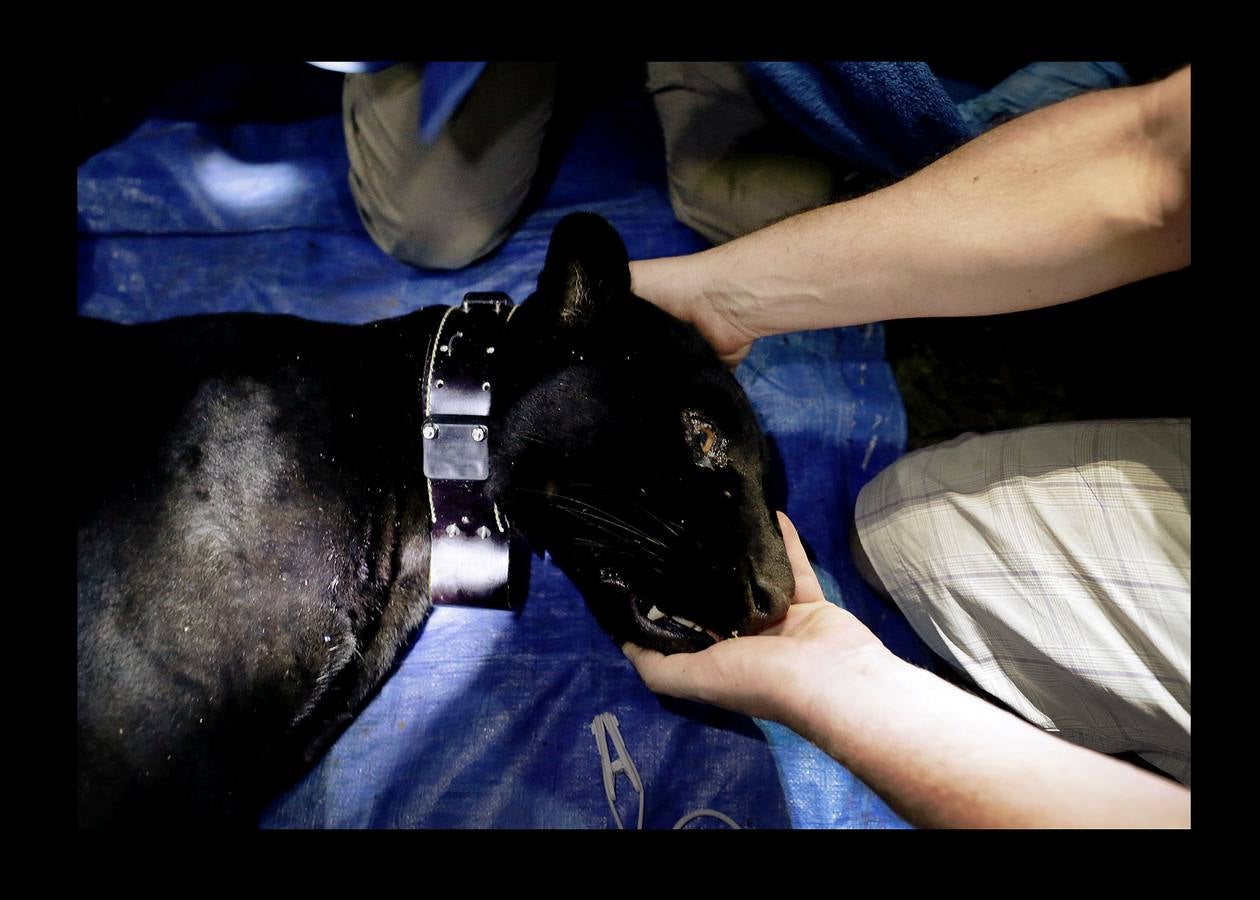 En Brasil el jaguar es una especie a la que no sólo amenazan los cazadores y la destrucción de su hábitat, sino también las inundaciones en el Amazonas. El proyecto Laurete (algunas de cuyas actividades vemos en las fotografías) investiga cómo resiste esta especie en las copas de los árboles, donde se refugian y alimentan a sus crías entre abril y julio, mientras el suelo de la selva tropical se mantiene cubierta de agua. Los «jaguares pintados» llamados así por su pelaje poblado de intrincadas manchas son difíciles de ver en la espesura, pero los investigadores les colocan rastreadores que pueden identificarlos desde las pequeñas embarcaciones con las que se desplazan a través de la jungla inundada.