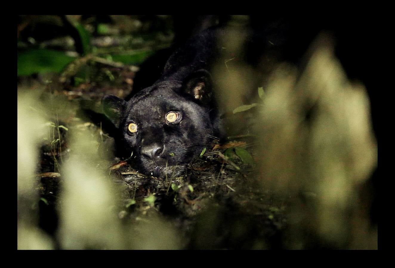 En Brasil el jaguar es una especie a la que no sólo amenazan los cazadores y la destrucción de su hábitat, sino también las inundaciones en el Amazonas. El proyecto Laurete (algunas de cuyas actividades vemos en las fotografías) investiga cómo resiste esta especie en las copas de los árboles, donde se refugian y alimentan a sus crías entre abril y julio, mientras el suelo de la selva tropical se mantiene cubierta de agua. Los «jaguares pintados» llamados así por su pelaje poblado de intrincadas manchas son difíciles de ver en la espesura, pero los investigadores les colocan rastreadores que pueden identificarlos desde las pequeñas embarcaciones con las que se desplazan a través de la jungla inundada.