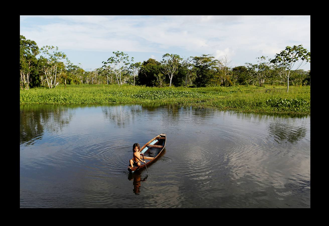 En Brasil el jaguar es una especie a la que no sólo amenazan los cazadores y la destrucción de su hábitat, sino también las inundaciones en el Amazonas. El proyecto Laurete (algunas de cuyas actividades vemos en las fotografías) investiga cómo resiste esta especie en las copas de los árboles, donde se refugian y alimentan a sus crías entre abril y julio, mientras el suelo de la selva tropical se mantiene cubierta de agua. Los «jaguares pintados» llamados así por su pelaje poblado de intrincadas manchas son difíciles de ver en la espesura, pero los investigadores les colocan rastreadores que pueden identificarlos desde las pequeñas embarcaciones con las que se desplazan a través de la jungla inundada.