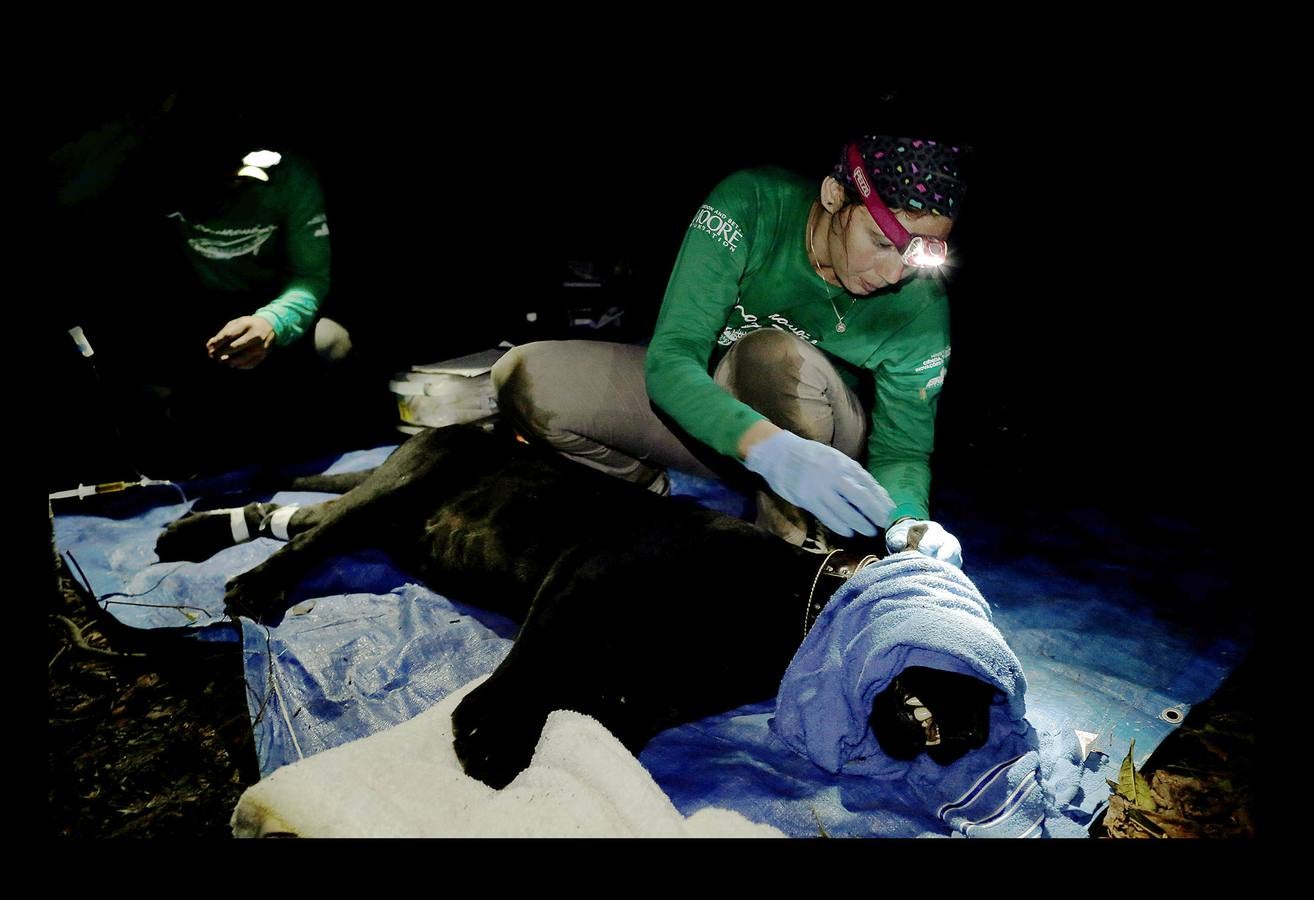 En Brasil el jaguar es una especie a la que no sólo amenazan los cazadores y la destrucción de su hábitat, sino también las inundaciones en el Amazonas. El proyecto Laurete (algunas de cuyas actividades vemos en las fotografías) investiga cómo resiste esta especie en las copas de los árboles, donde se refugian y alimentan a sus crías entre abril y julio, mientras el suelo de la selva tropical se mantiene cubierta de agua. Los «jaguares pintados» llamados así por su pelaje poblado de intrincadas manchas son difíciles de ver en la espesura, pero los investigadores les colocan rastreadores que pueden identificarlos desde las pequeñas embarcaciones con las que se desplazan a través de la jungla inundada.