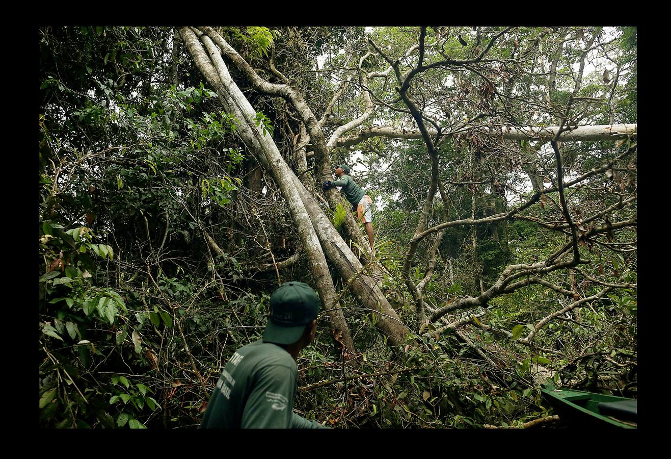En Brasil el jaguar es una especie a la que no sólo amenazan los cazadores y la destrucción de su hábitat, sino también las inundaciones en el Amazonas. El proyecto Laurete (algunas de cuyas actividades vemos en las fotografías) investiga cómo resiste esta especie en las copas de los árboles, donde se refugian y alimentan a sus crías entre abril y julio, mientras el suelo de la selva tropical se mantiene cubierta de agua. Los «jaguares pintados» llamados así por su pelaje poblado de intrincadas manchas son difíciles de ver en la espesura, pero los investigadores les colocan rastreadores que pueden identificarlos desde las pequeñas embarcaciones con las que se desplazan a través de la jungla inundada.
