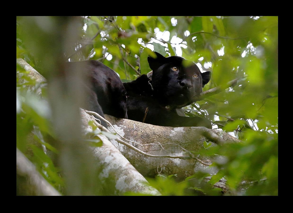 En Brasil el jaguar es una especie a la que no sólo amenazan los cazadores y la destrucción de su hábitat, sino también las inundaciones en el Amazonas. El proyecto Laurete (algunas de cuyas actividades vemos en las fotografías) investiga cómo resiste esta especie en las copas de los árboles, donde se refugian y alimentan a sus crías entre abril y julio, mientras el suelo de la selva tropical se mantiene cubierta de agua. Los «jaguares pintados» llamados así por su pelaje poblado de intrincadas manchas son difíciles de ver en la espesura, pero los investigadores les colocan rastreadores que pueden identificarlos desde las pequeñas embarcaciones con las que se desplazan a través de la jungla inundada.
