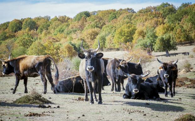 Imagen principal - Una manada de tarpanes pasta en la reserva, chozas típicas de los pobladores ancestrales en el bosque y un caballo de Przewalski.