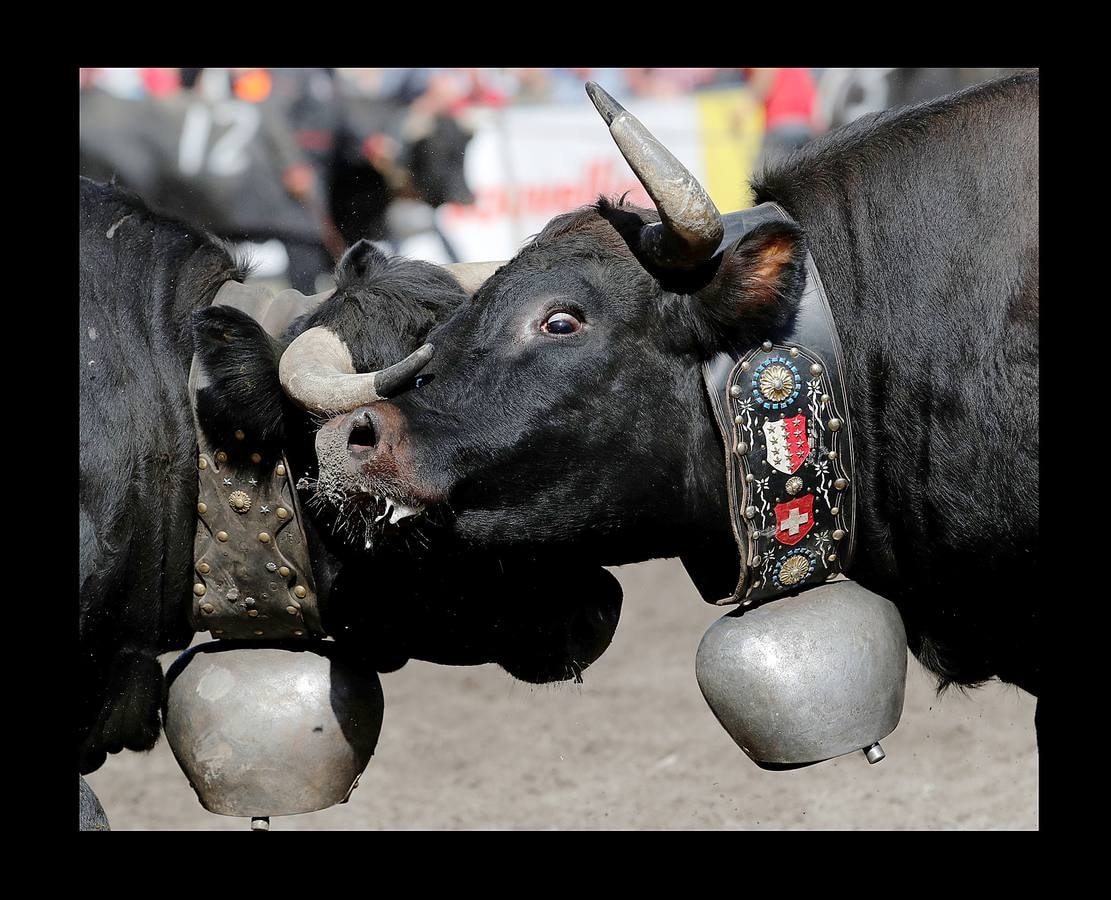 La tranquila aldea suiza de Aproz, en el cantón de Valais, se convierte en un campo de batalla para las vacas Herens, una raza conocida por su predisposición genética a la combatividad. Durante la llamada «Batalla de las Reinas,» que se celebra anualmente, los animales se empujan y usan los cuernos en una pelea en la que disputan el liderazgo de la manada. En ocasiones, alguna vaca ha perdido un cuerno o ha sufrido heridas sin mayores consecuencias. El combate termina cuando una de las competidoras se da la vuelta y se aleja aceptando la derrota. 