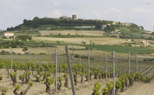 Vista de unos viñedos en Laguardia. 