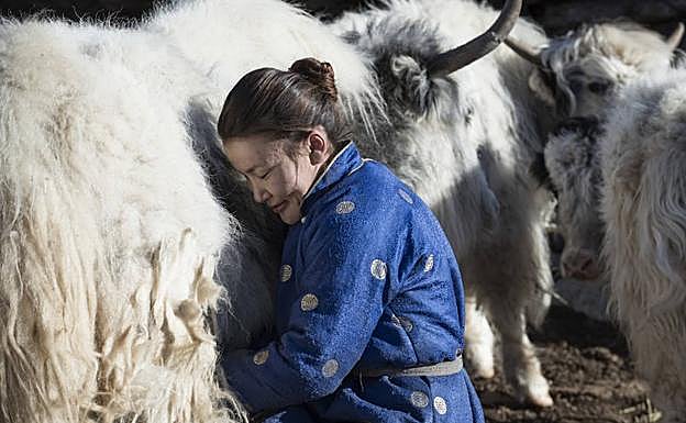 Baigalmaa ordeña una yak; la riqueza de una familia se mide por su ganado.