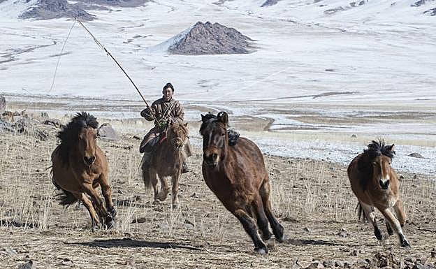 Purevbat galopa reuniendo la manada de caballos para el traslado a los pastos de primavera.
