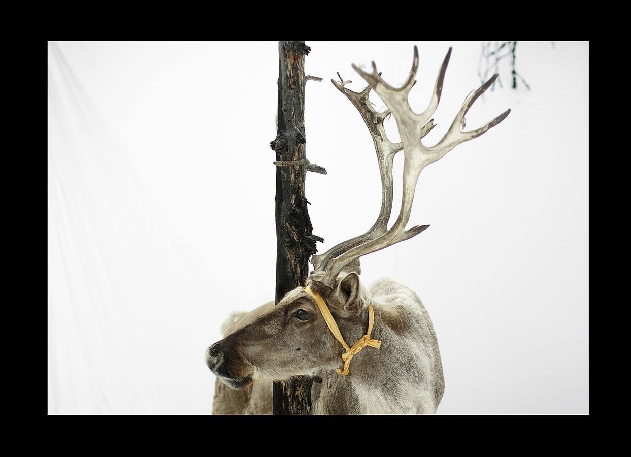 Los Dukha son un pueblo que sobrevive de la caza y pastoreando renos en las montañas Sayan, en Mongolia, una zona que se extiende a ambos lados de la frontera con Rusia. En 2012 el gobierno decidió que buena parte de sus tierras se convirtieran en parque nacional para proteger el ecosistema. La medida acabó con cuotas de caza establecidas en la era soviética, que permitían su sustento y la conservación de la vida natural, y los forzó a capturar animales como el alce y el ciervo rojo en un número que hacía difícil su subsistencia. Ahora, los Dukha reciben una compensación por la prohibición de la caza, pero muchos sienten que han perdido su identidad. 