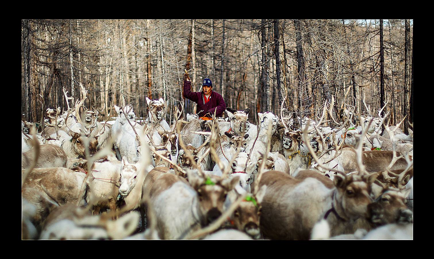 Los Dukha son un pueblo que sobrevive de la caza y pastoreando renos en las montañas Sayan, en Mongolia, una zona que se extiende a ambos lados de la frontera con Rusia. En 2012 el gobierno decidió que buena parte de sus tierras se convirtieran en parque nacional para proteger el ecosistema. La medida acabó con cuotas de caza establecidas en la era soviética, que permitían su sustento y la conservación de la vida natural, y los forzó a capturar animales como el alce y el ciervo rojo en un número que hacía difícil su subsistencia. Ahora, los Dukha reciben una compensación por la prohibición de la caza, pero muchos sienten que han perdido su identidad. 