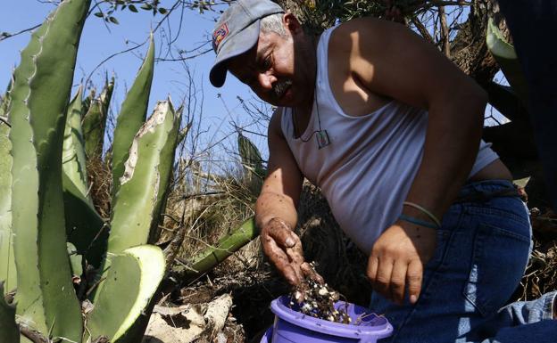 Un recolector enseña escamoles (huevas y larvas de hormiga reina) que se comparan con el caviar.